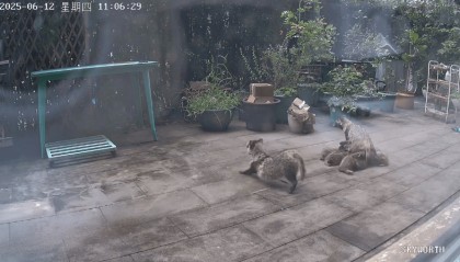 上海一小区居民苦恼新邻居:突然搬来让人提心吊胆!不能抓不能打