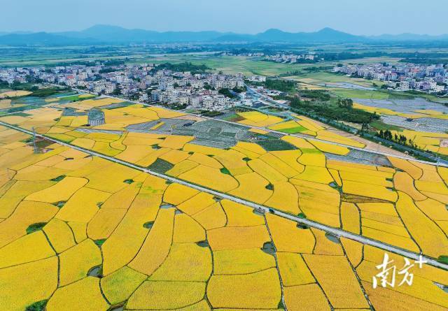 文化中国行·寒露 | 枫艳菊黄岭南秋，蔗熟姜香岁物收